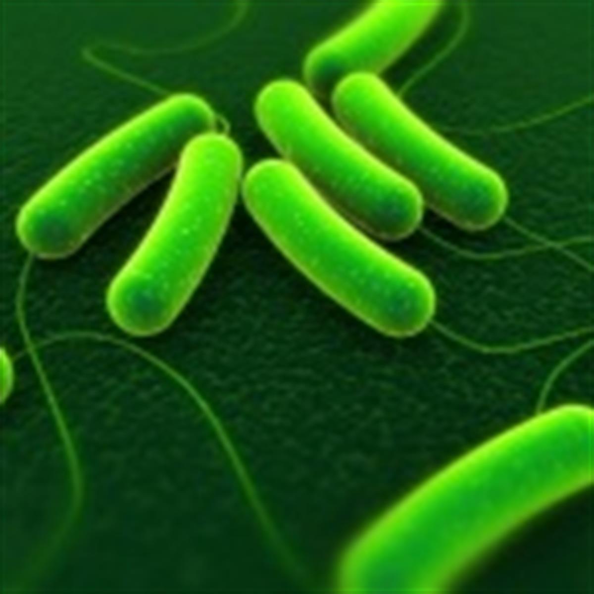 Posible Burro Deshonestidad Diarrea por Escherichia coli - HealthyChildren.org