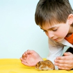 Hamsters and Mice Can Cause Illness