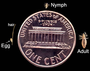 Head lice sizes compared to a penny: an egg, nymph, and adult lice parasite