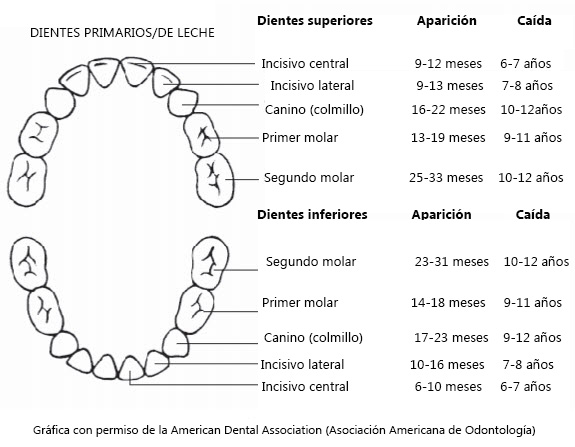 Dentición Tras Dos Años de Edad