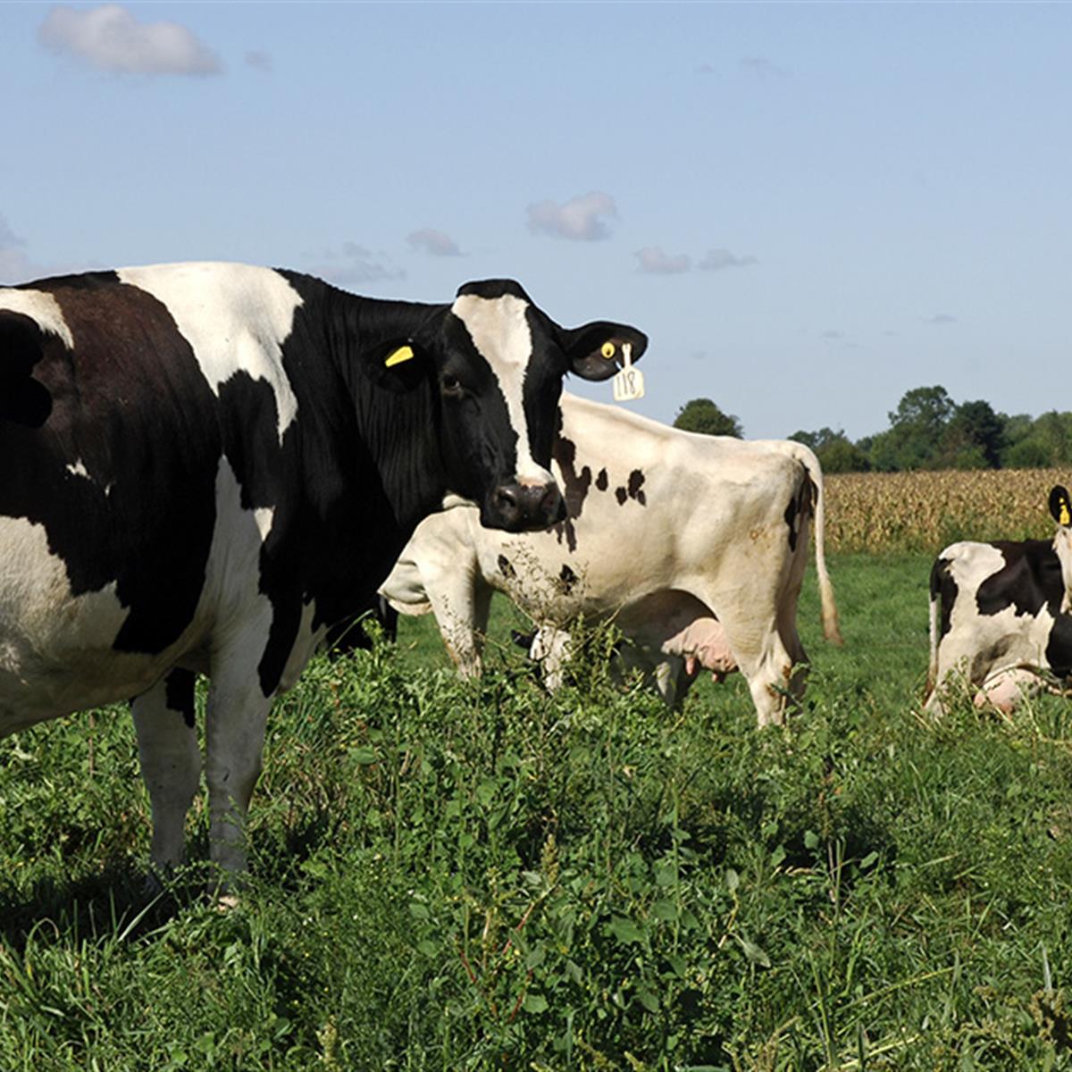 Raw Milk What Parents Need to Know