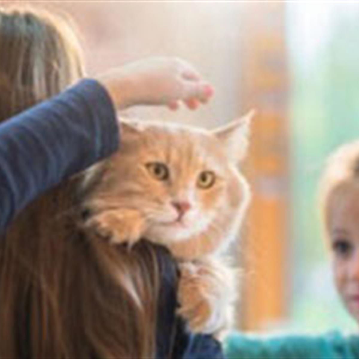 Cats and Children with Asthma - HealthyChildren.org