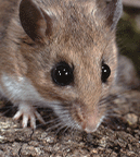 /SiteCollectionImagesArticleImages/hantavirus-quicklink.gif