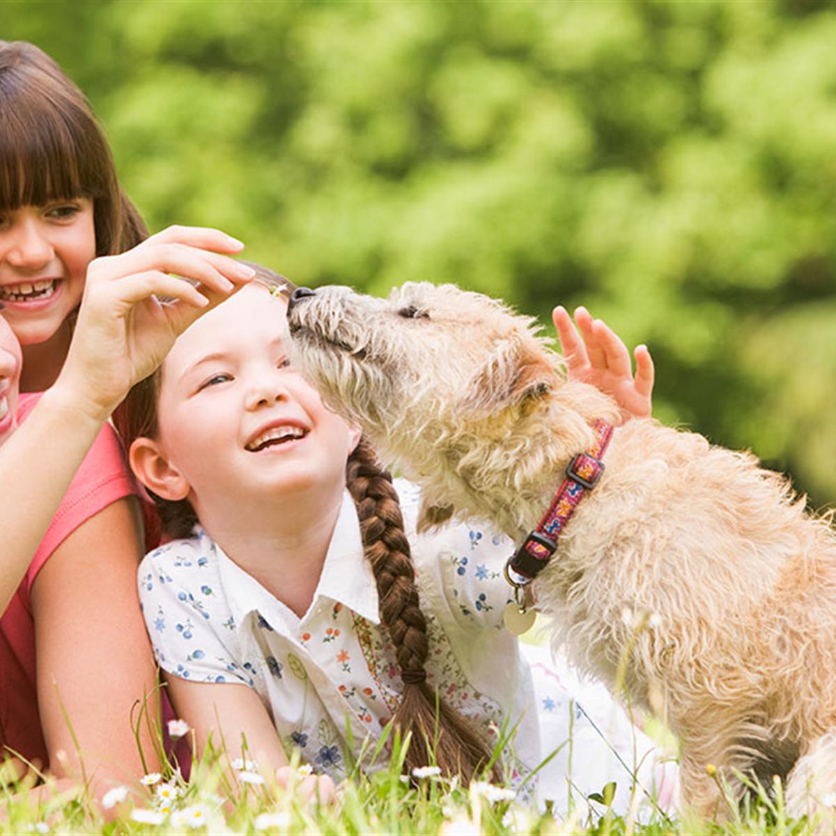 Can Dog Hair Cause Asthma In Babies