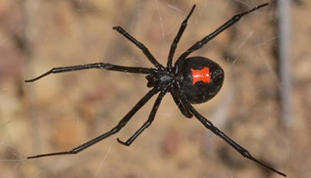 Female black widow spiders are shiny and black, with a red or yellow hourglass shape on their belly. They live in all 48 mainland U.S. states. Only the female black widow spider is dangerous to humans—the male is much smaller and can't bite through human skin.
